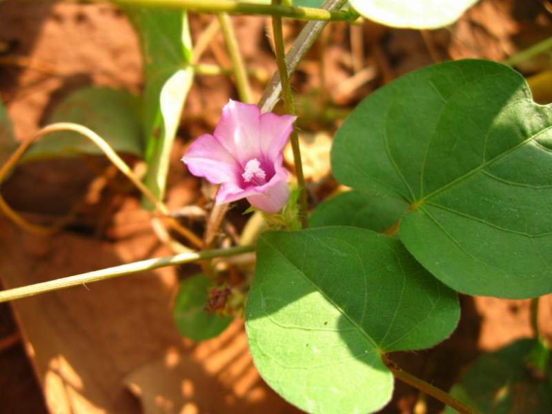 Thiruthali-Ipomea marginata